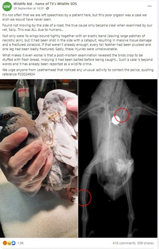 Wildlife Aid Foundation share shocking image of tortured pigeon
