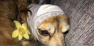 Sock used to cover dogs head goes viral as hack to prevent bonfire night anxiety