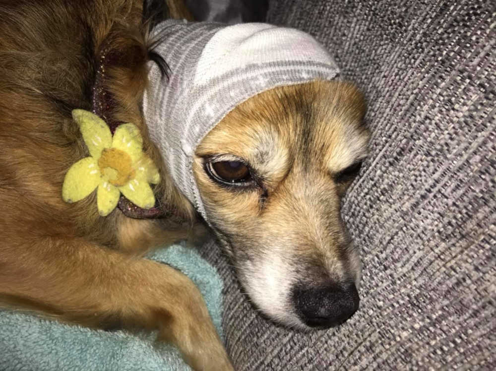Sock used to cover dogs head goes viral as hack to prevent bonfire night anxiety