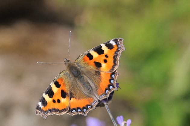 A butterfly- Nature News Scotland