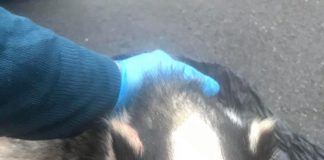 Badger with a gunshot wound- Nature News UK