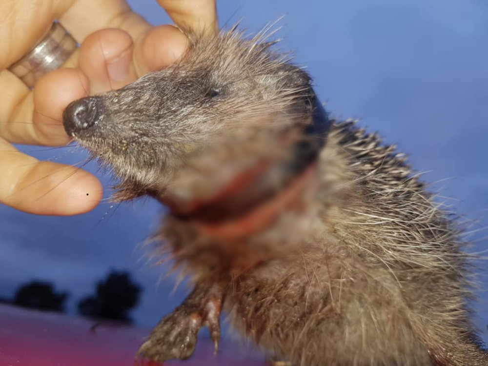 Hedgehog cuts