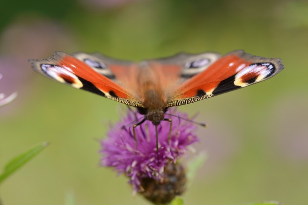 An image of a butterfly- Nature News Scotland