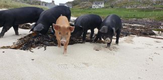Pigs on beach