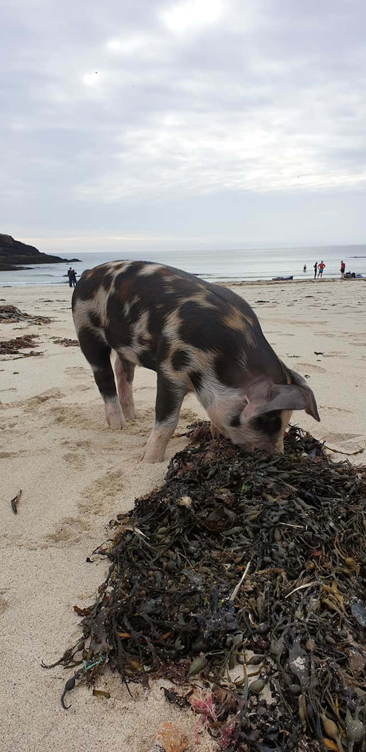 Pig with seaweed