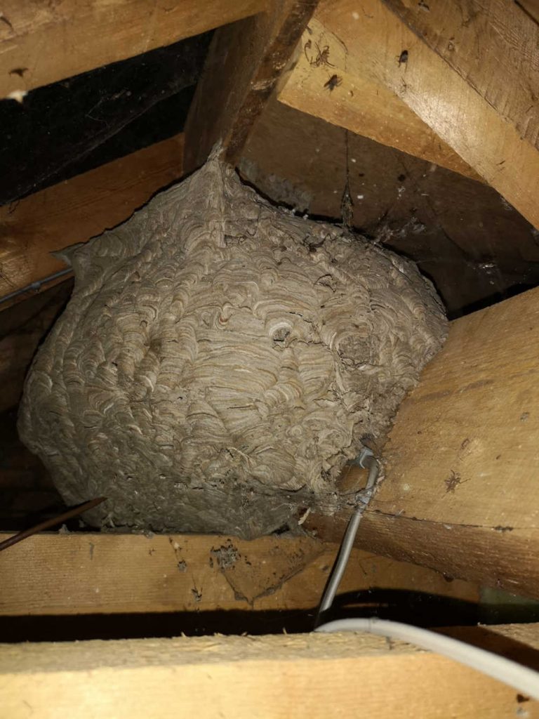 Large wasp nest in attic