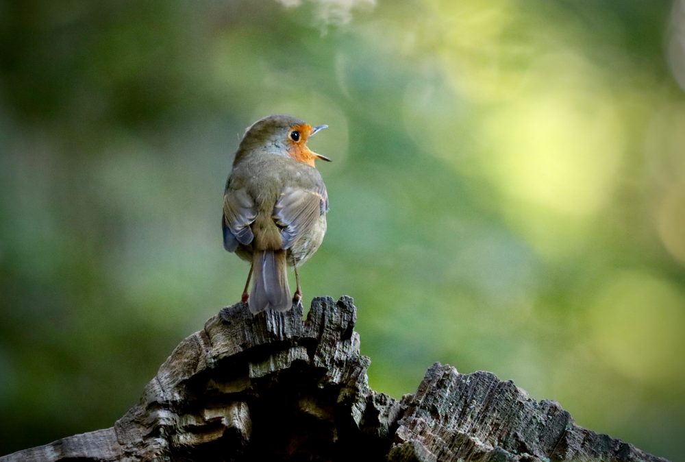 A bird chirping - Nature News Scotland