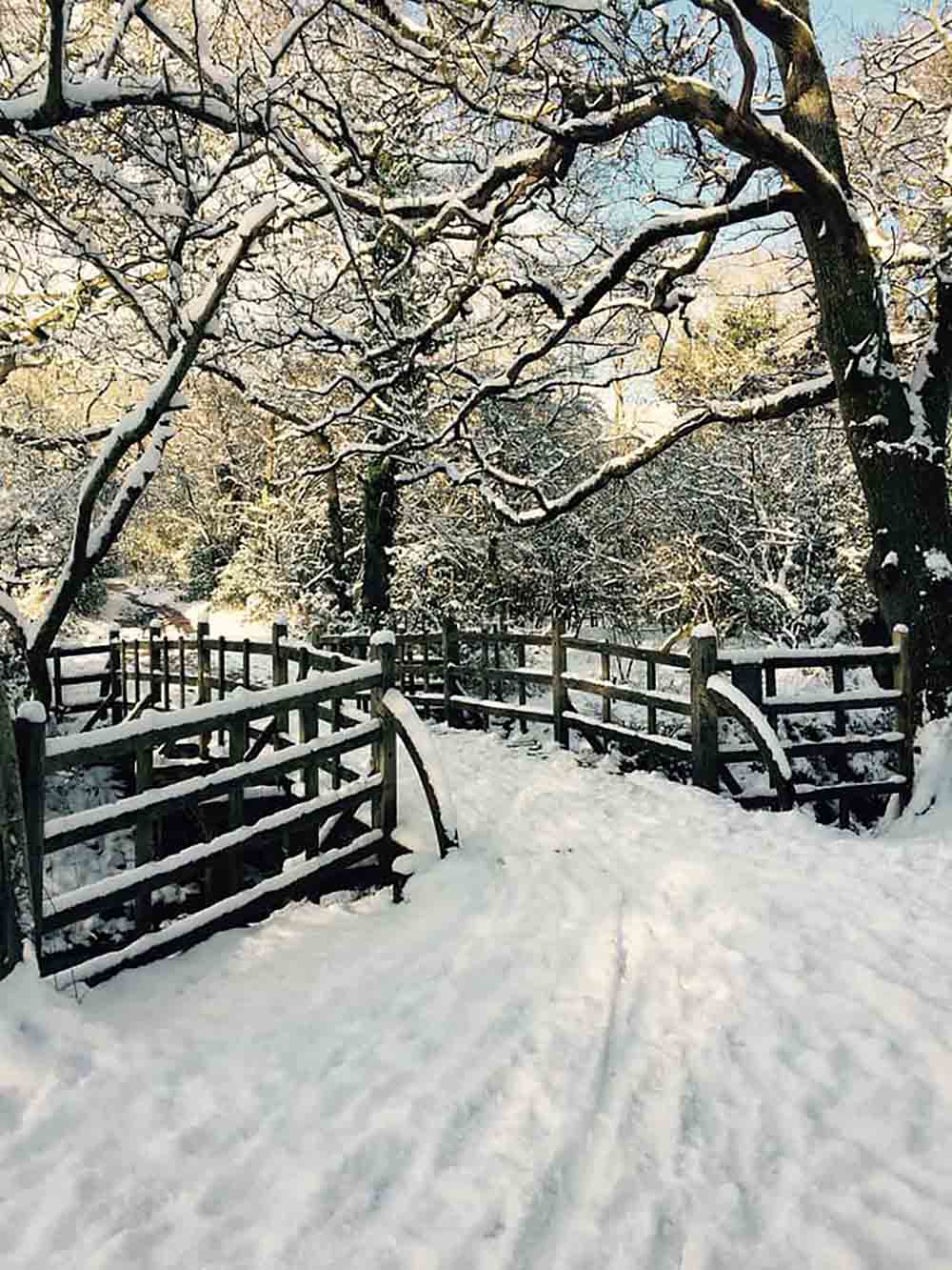   HEARTBREAKING images show how the iconic bridge from the Winnie-the-Pooh books has been "closed indefinitely" after being demolished by a fallen tree - Nature News Scotland/UK