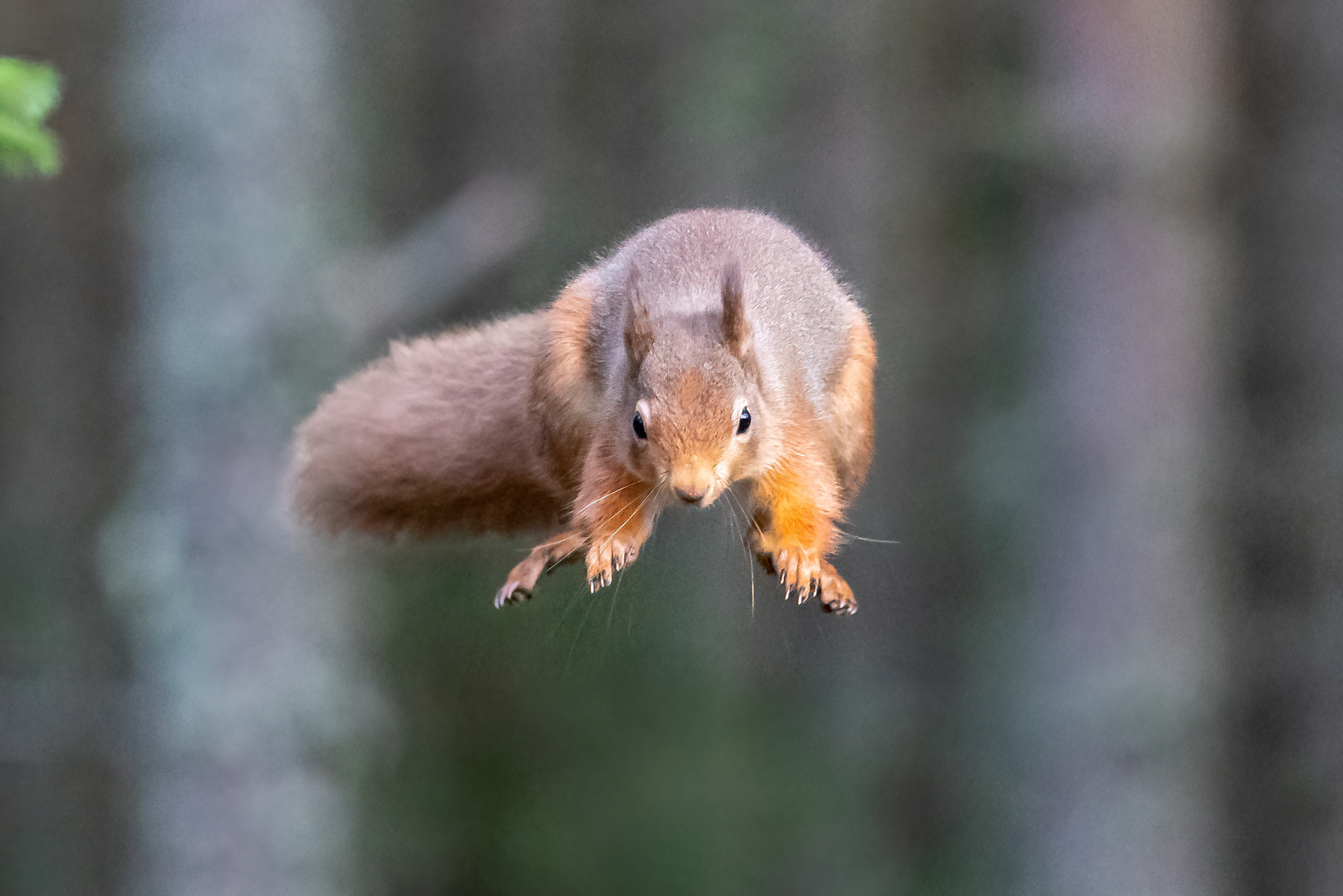 Red squirrel jumping