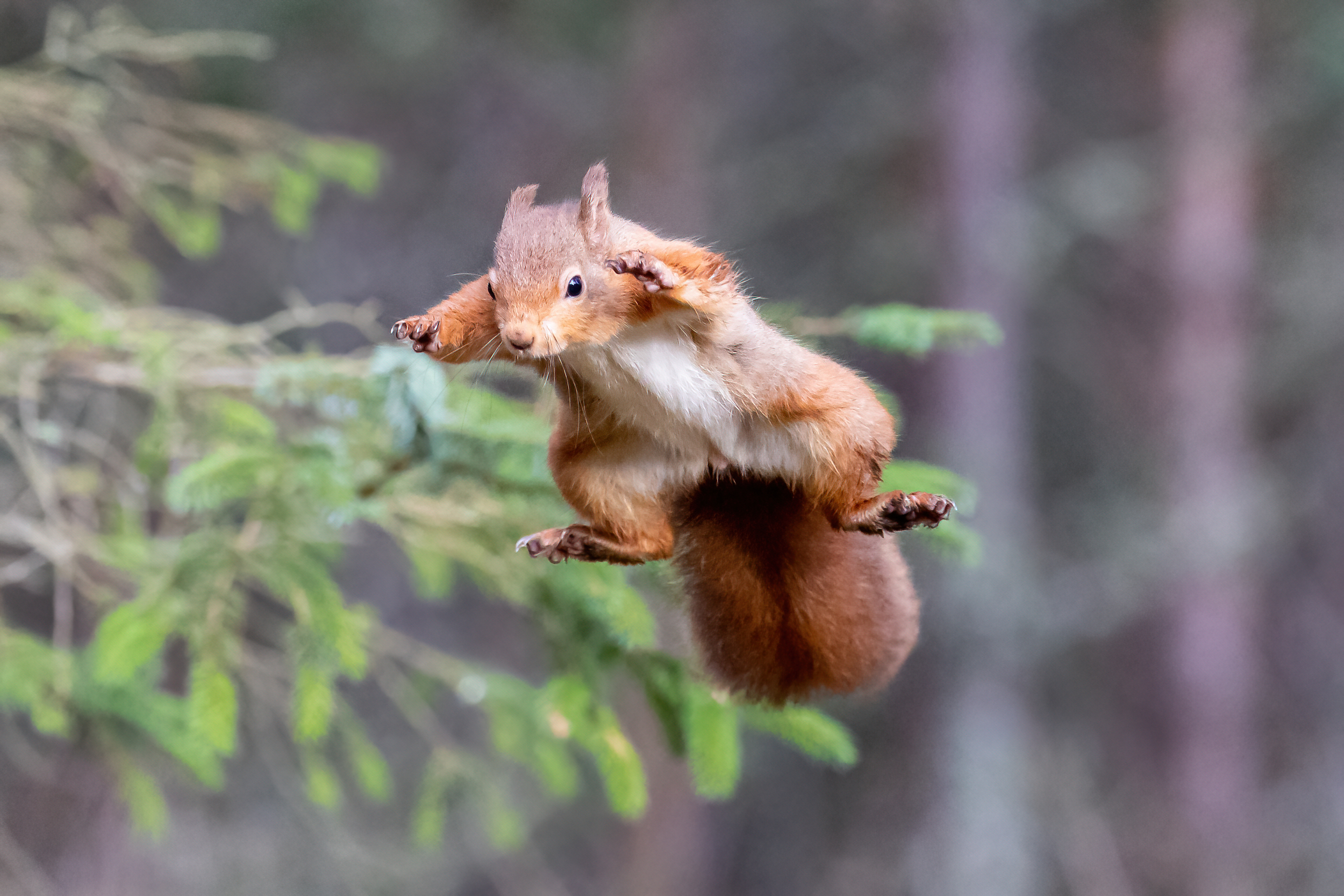 Red squirrel flying