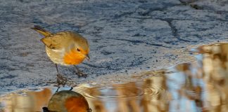 Robin in puddle