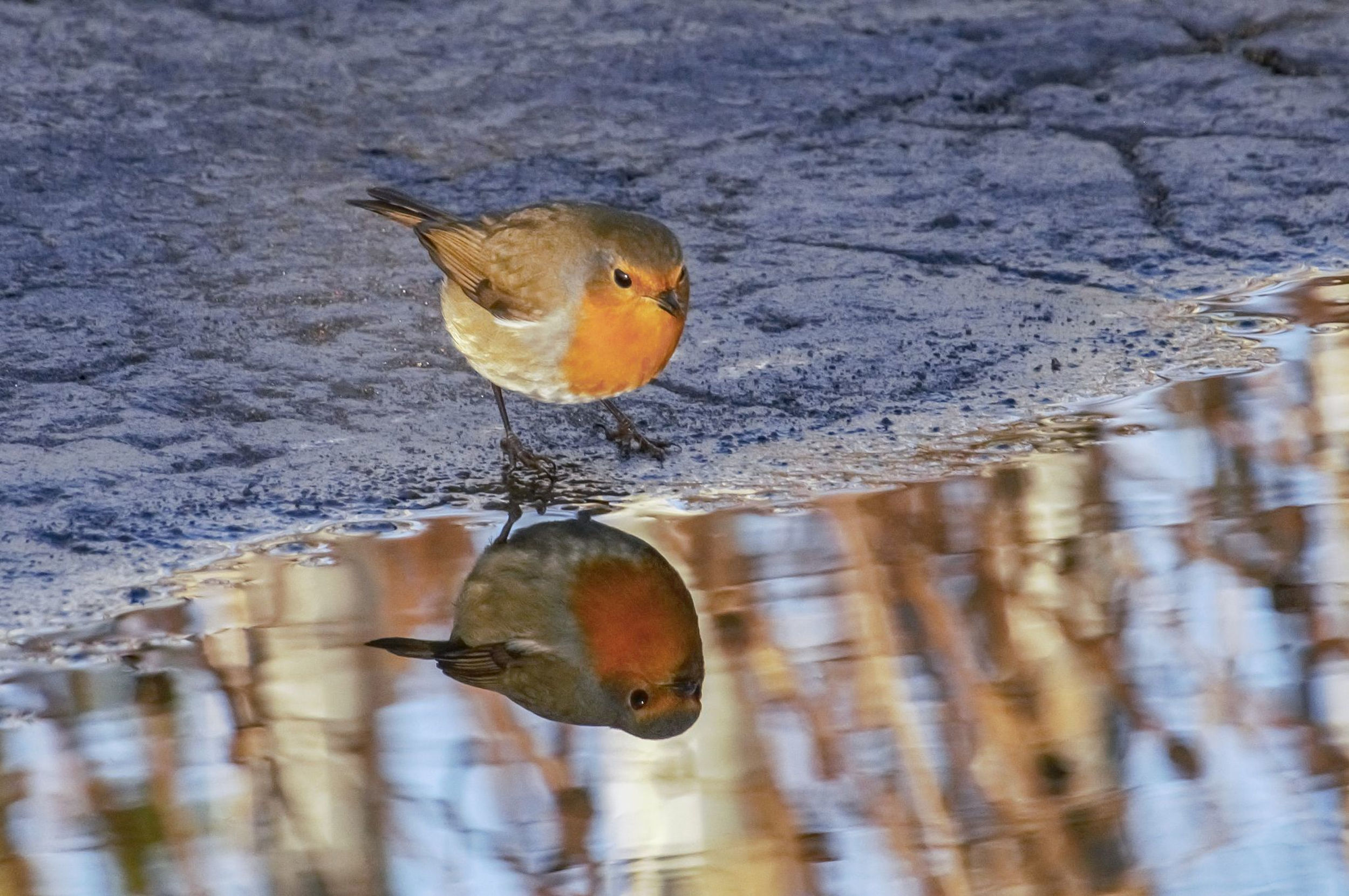 robin in puddle