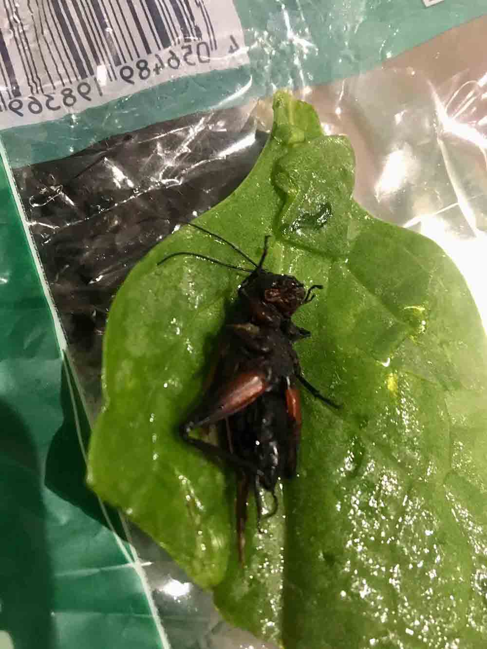 A LIDL customer has shared revolting images showing how she allegedly discovered a dead "cricket" inside her spinach. - Food and Drink News