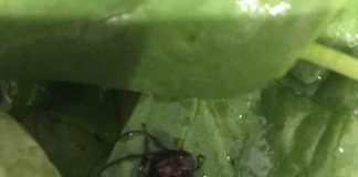 A LIDL customer has shared revolting images showing how she allegedly discovered a dead "cricket" inside her spinach. - Food and Drink News