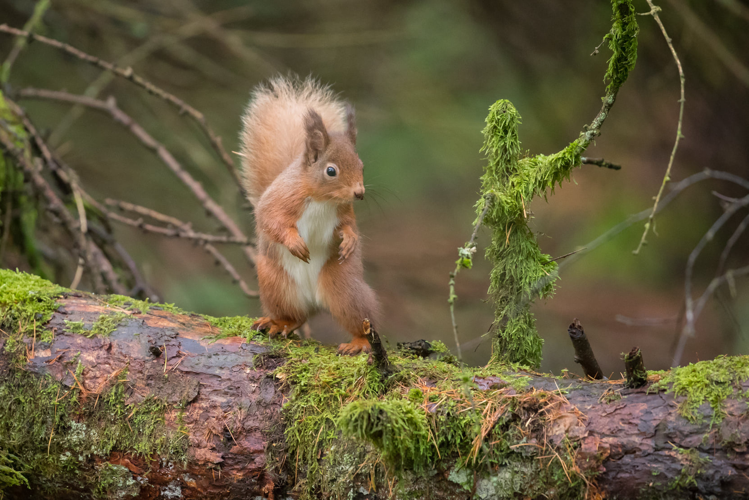 Squirrel dancing with twig - Nature News Scotland