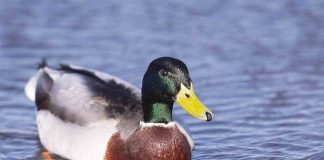 Number of wintering waterbirds increased in Scotland - Nature News Scotland