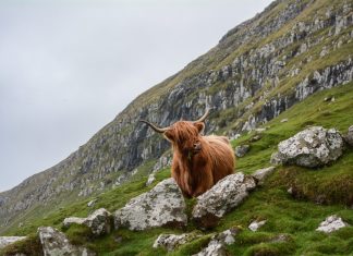 A photo of a Highland Cow - Environment News Scotland