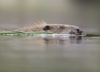 A-Scottish-wild-beaver-swimming-with-material-for-a-dam