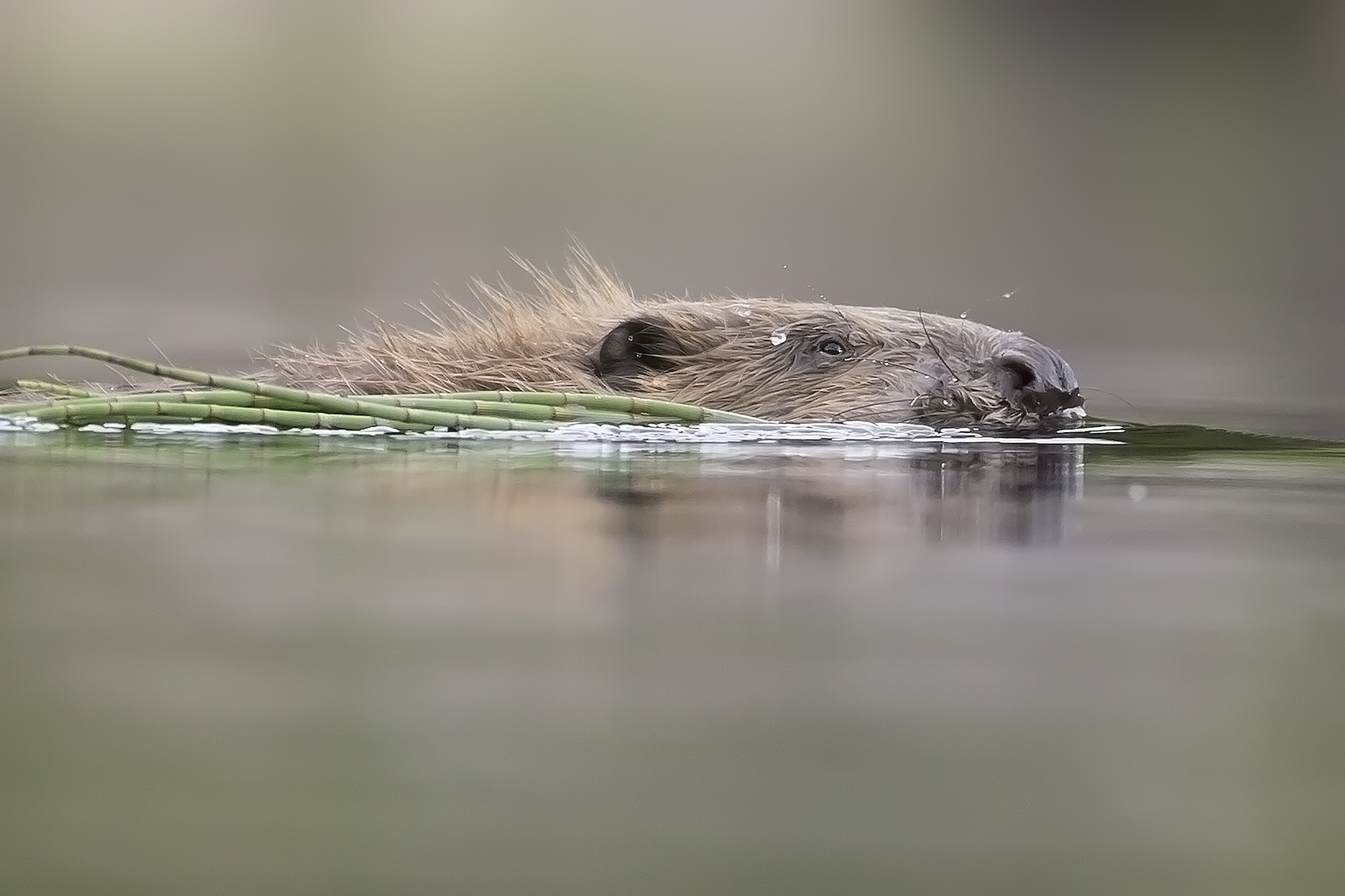 A Scottish wild beaver, threatened by government policy which makes killing the animals too easy an option, claim campaigners - Scottish News
