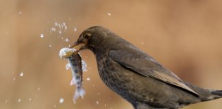 Amateur photographer captures female Blackbird eating fish - Nature News Scotland