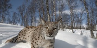 Reintroducing Eurasian lynx - Nature News Scotland