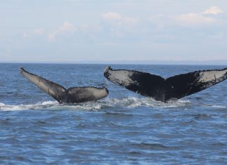Humpback whales Kershaw - Research News Scotland