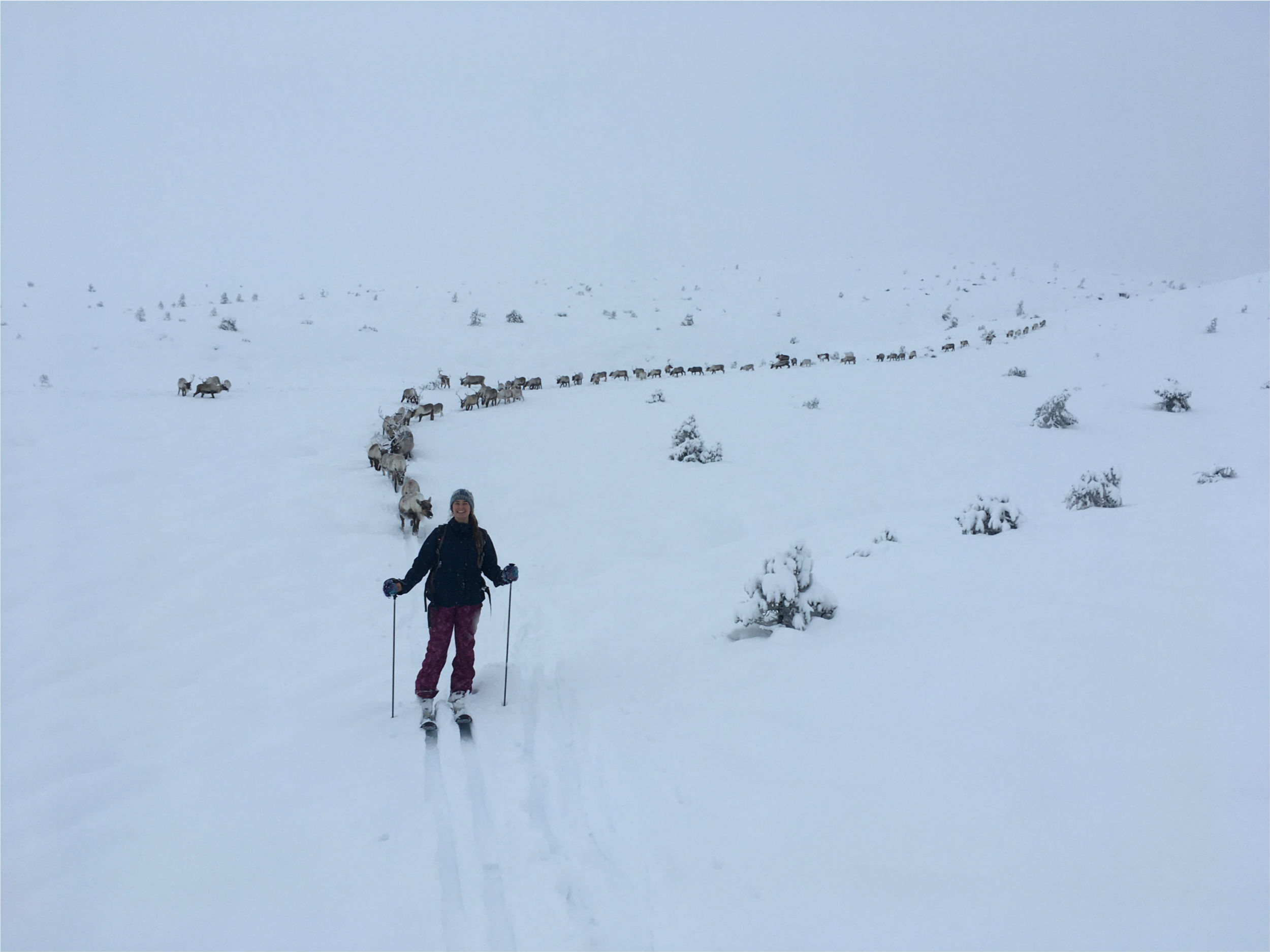 Reindeer follow skiier - Scottish News