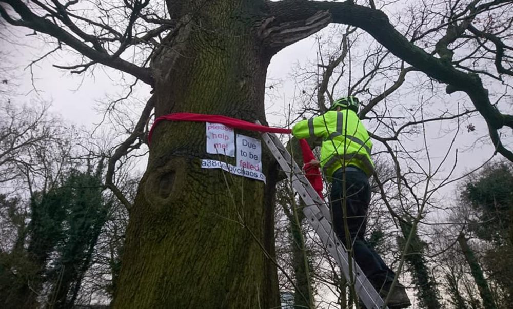 Middle Oak tree in Markeaton Park - Scottish News