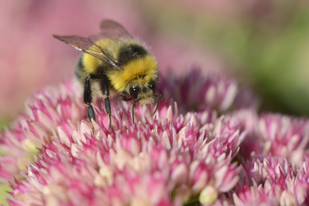 A bumblebee feeding on a garden sedum. Wolfhill, September 2013.©Lorne Gill - Environment News Scotland
