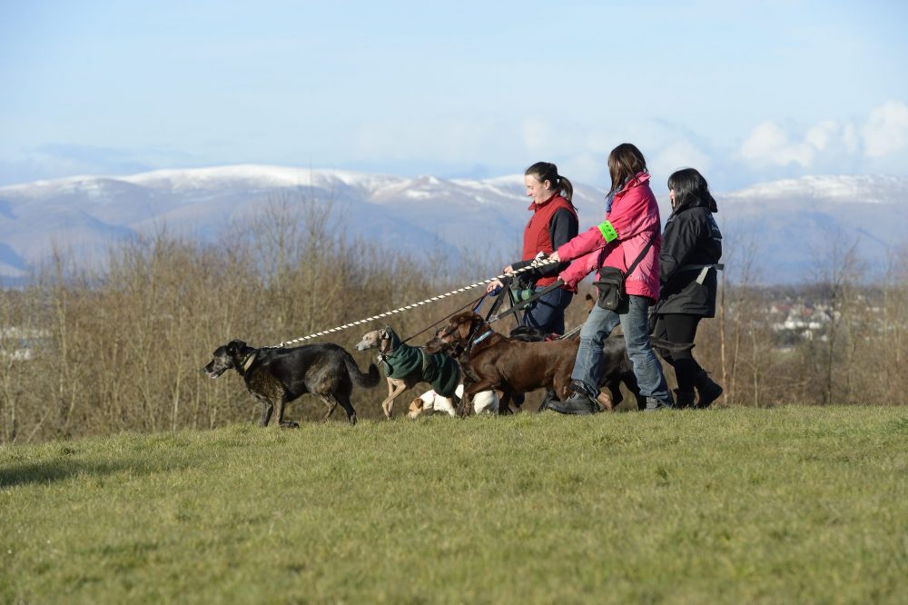 Commercial Dog Walkers near the Falkirk Wheel.©Lorne Gill/SNH - Animal News Scotland