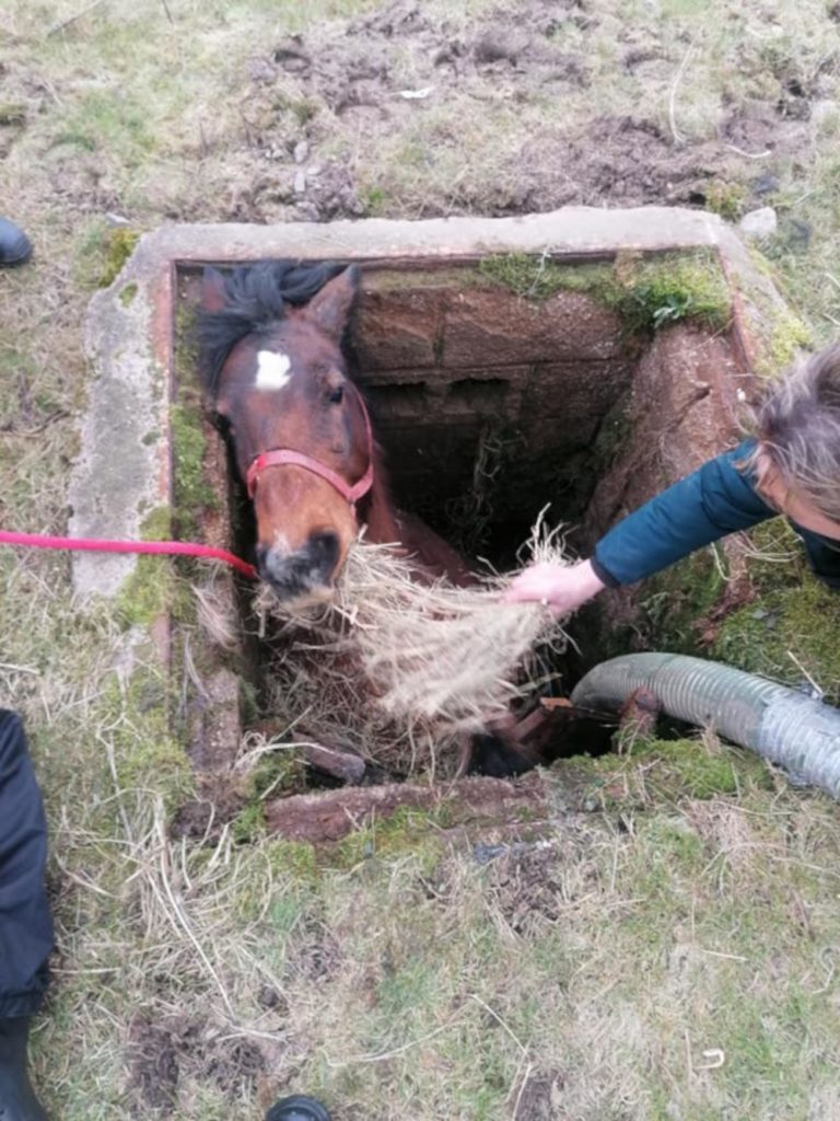 Horse stuck in hole rescued - Nature News UK