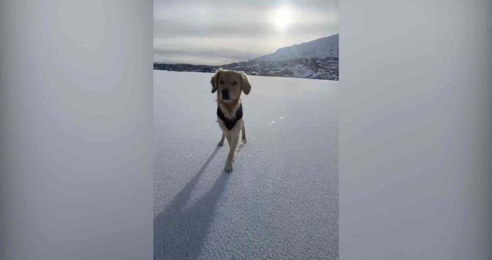 Stunning video shows man ice skating on a frozen Loch Skeen with his adorable dog - Viral Video News Scotland