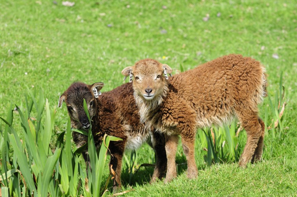 Soay sheep, Hirta, St Kilda.©Lorne Gill/SNH - Animal News Scotland