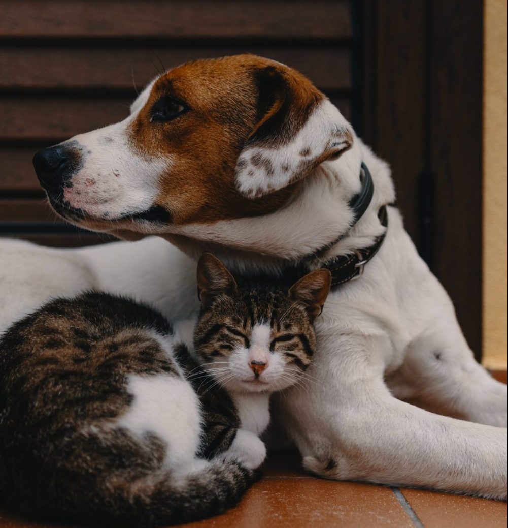 A picture of a dog and cat - Animal News Scotland