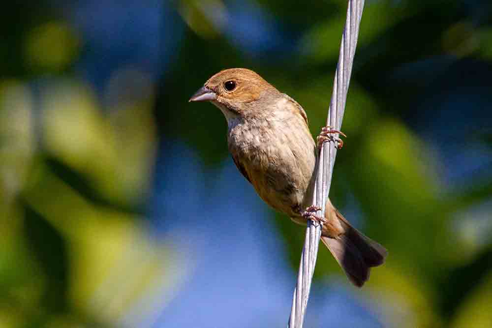 Study shows the birds copy the action of their neighbours - Animal News