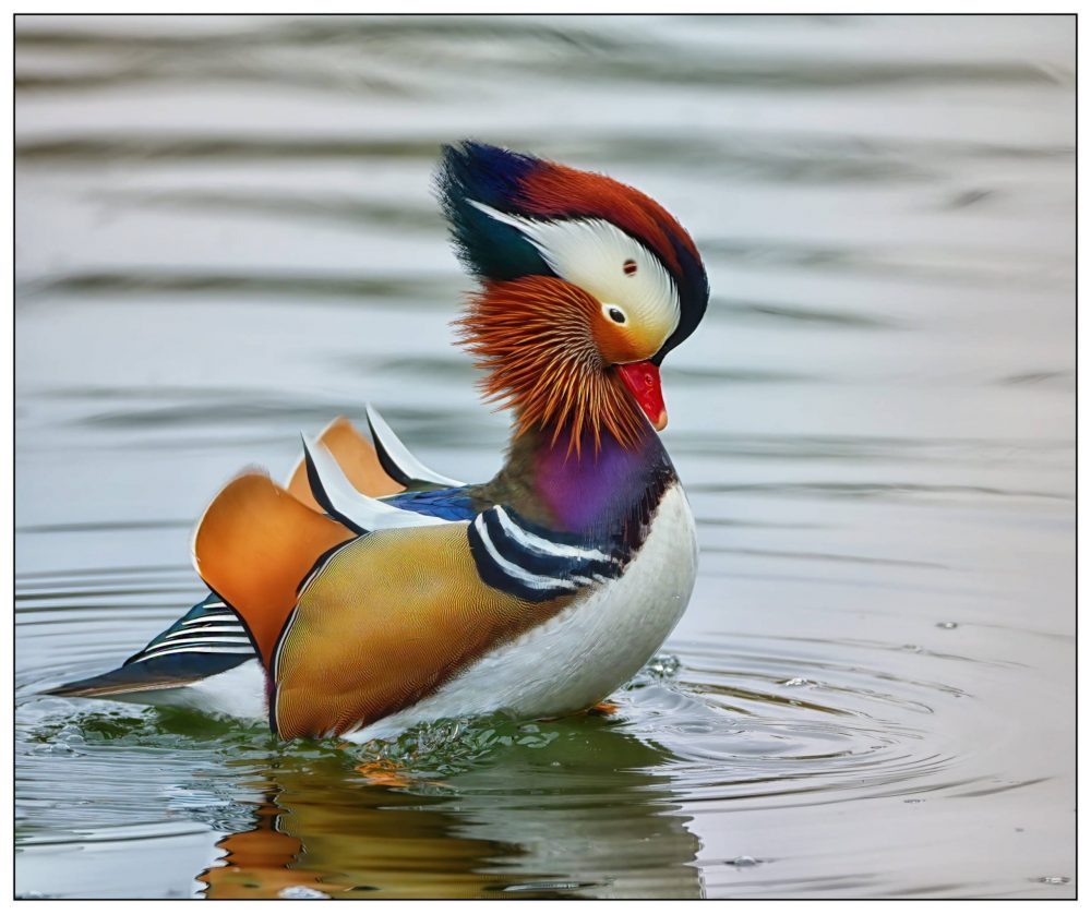 Mandarin Duck | Scottish News