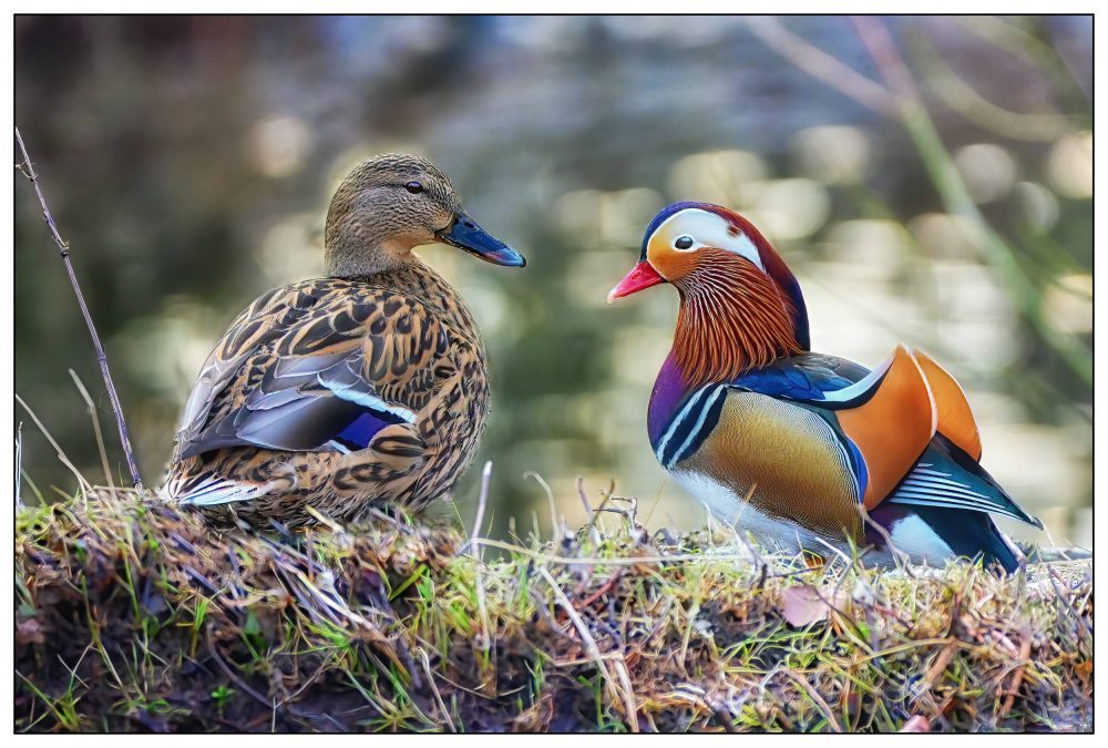 Two love birds | Scottish News