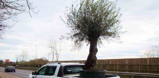 Cops pull over truck driver who has large olive tree onboard - Police News UK