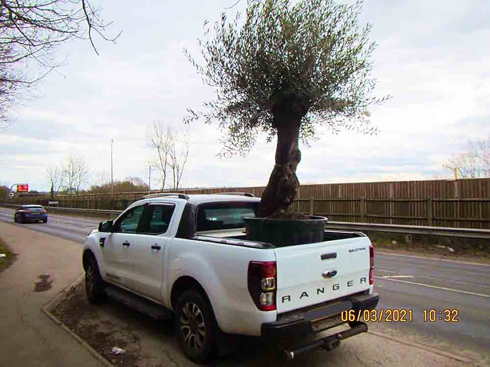 Cops pull over truck driver who has large olive tree onboard - Police News UK