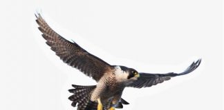 The peregrine falcon attacks | Nature News UK