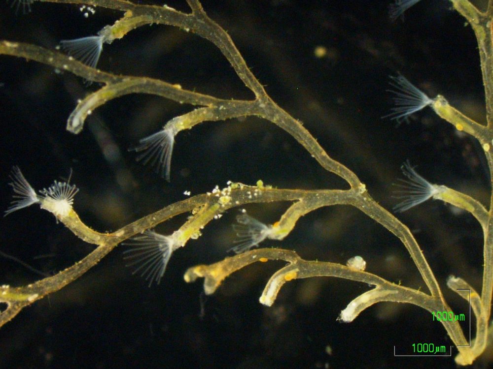 nvertebrate (bryozoan) host - Research News Scotland