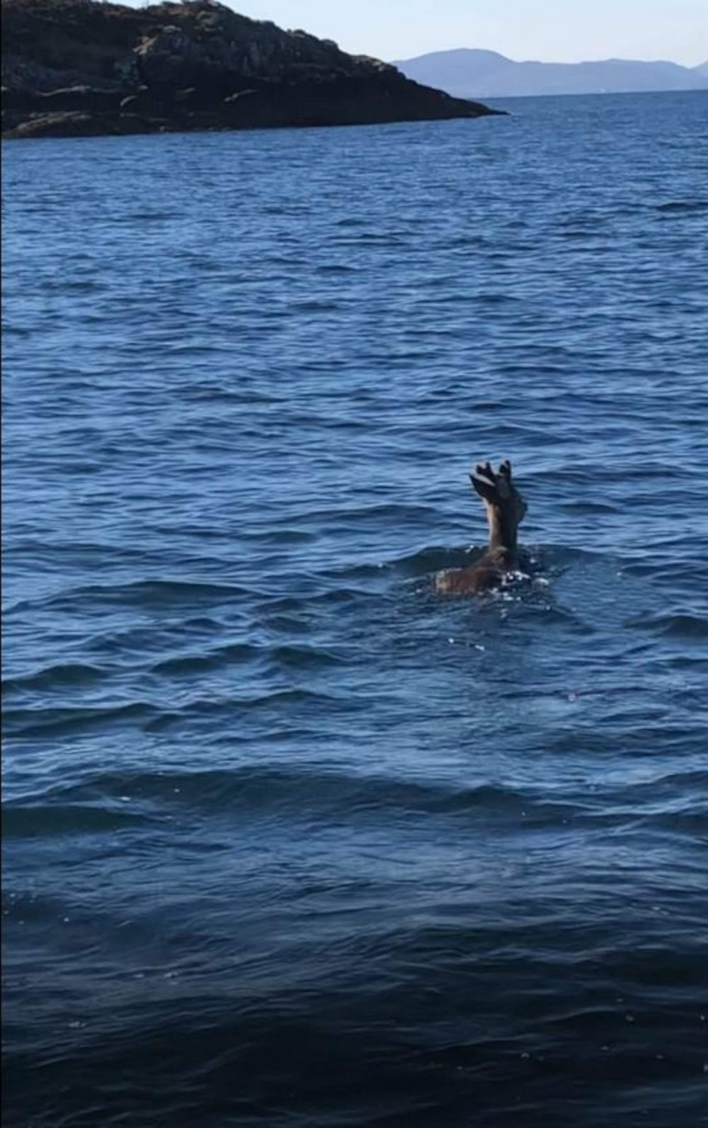 Deer swimming near Skye | Scottish News