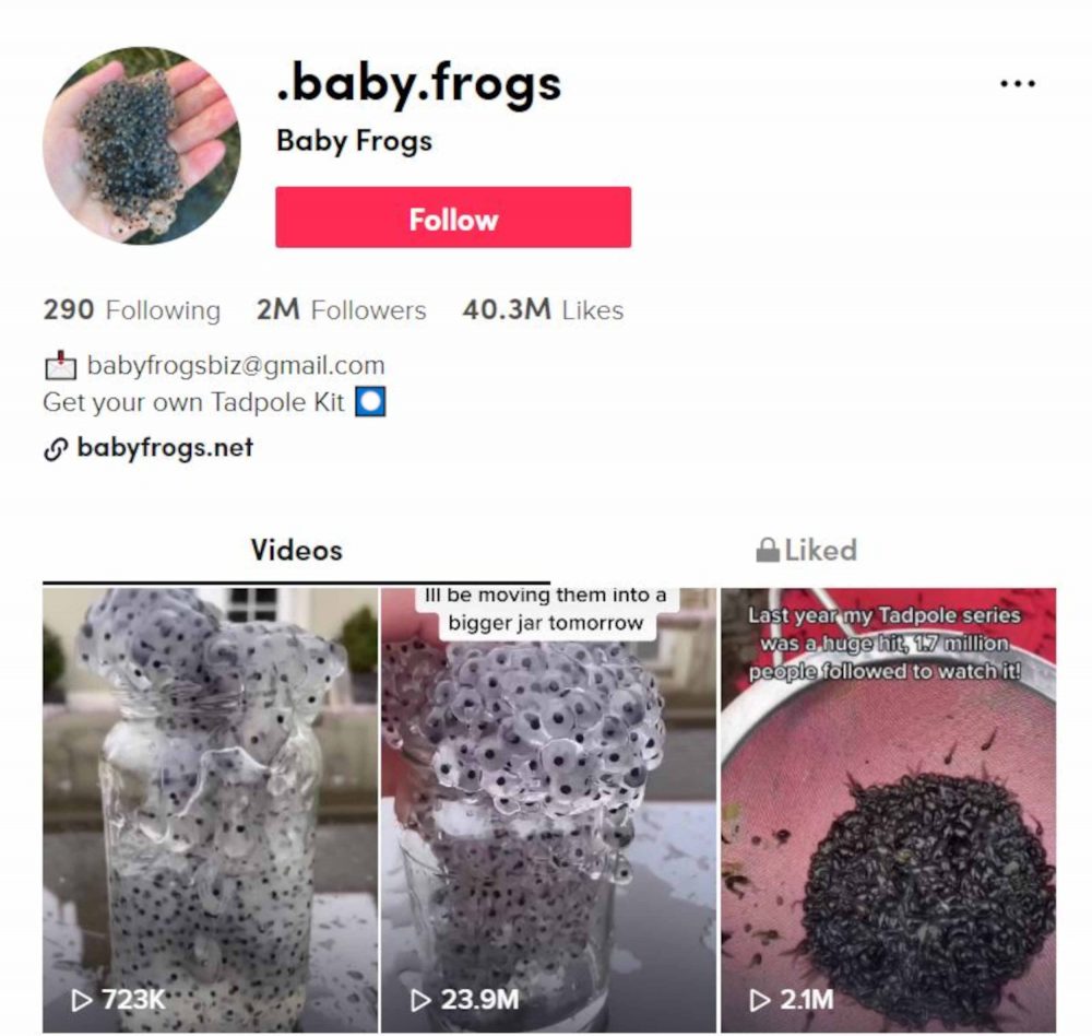 .baby.frogs on Tik Tok | Entertainment News UK