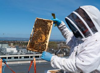 webster honey installed bee hives on the roof at Eden Lock - Food and Drink News Scotland
