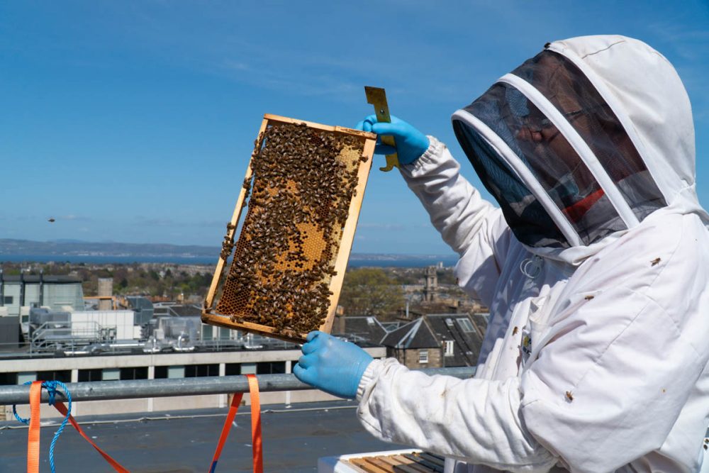 webster honey installed bee hives on the roof at Eden Lock - Food and Drink News Scotland