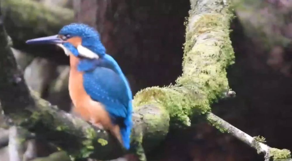 Kingfisher | Wildlife News UK