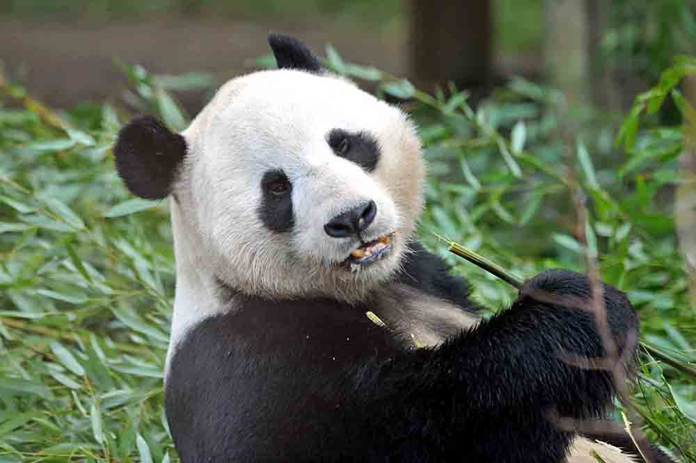 Edinburgh hope to extend Panda lease FOI shows - Scottish News