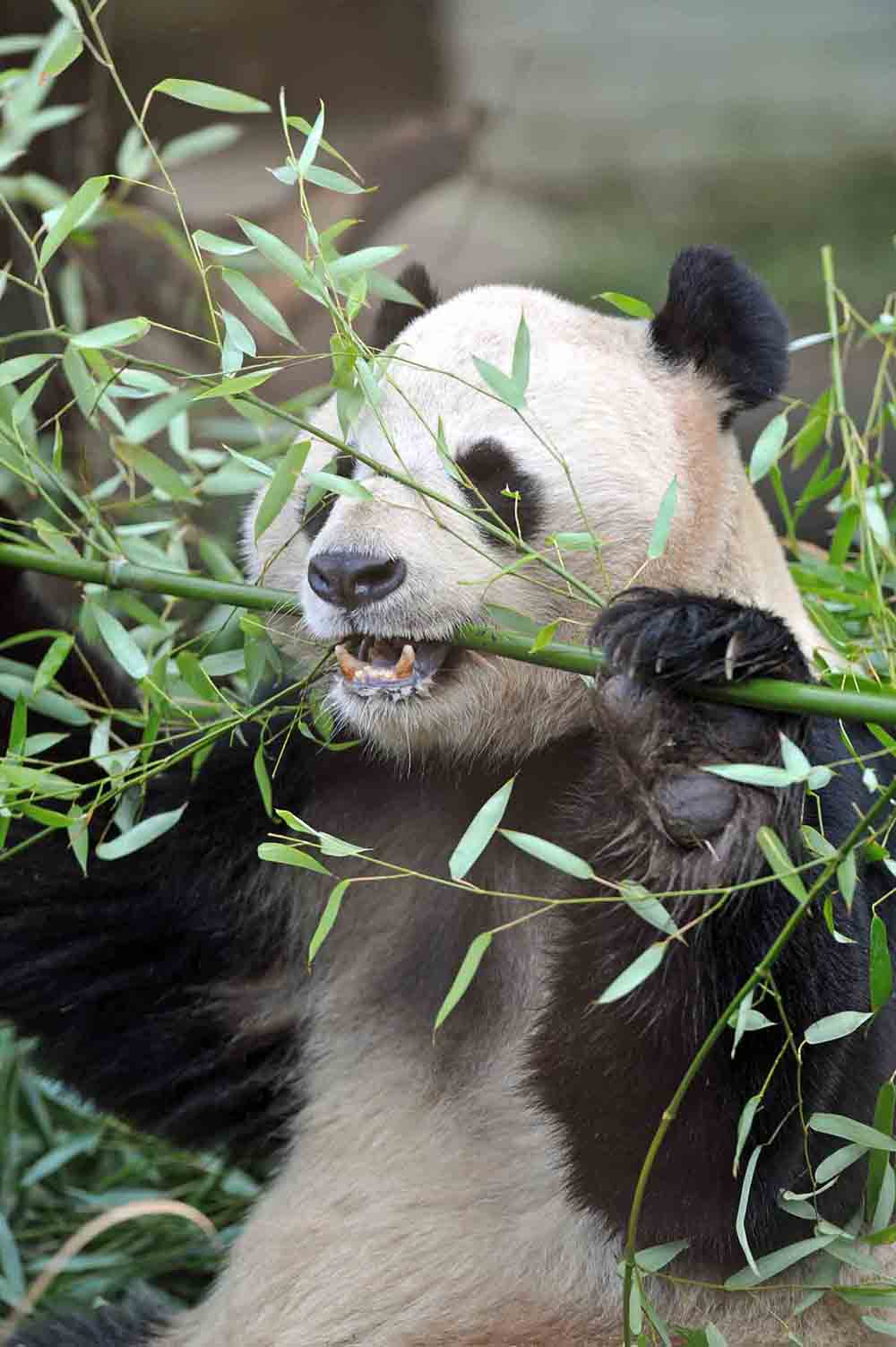 Edinburgh hope to extend Panda lease FOI shows - Scottish News