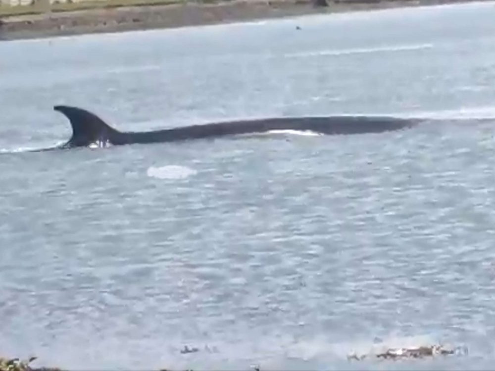 Sei whale in Firth of Forth | Scottish News