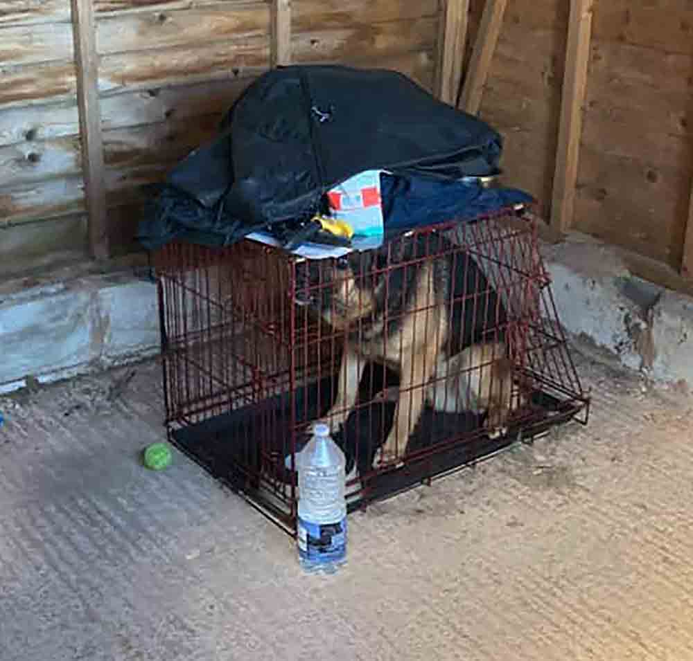RSPCA investigate images of dog trapped in cage - Animal News